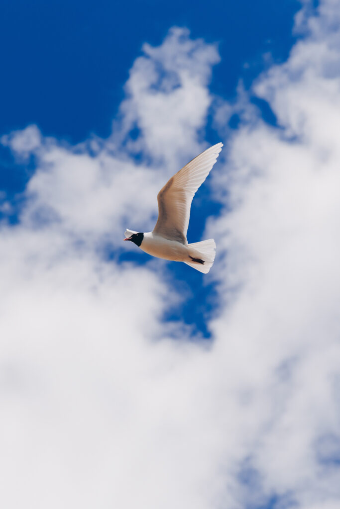 Black Headed Gull over Portsmouth